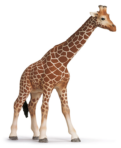 Giraffa Femmina